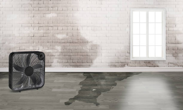 Best Water damage restoration near me  in Stewart Manor, NY